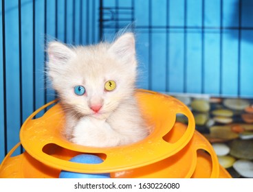 Cute white angora kitten cat with  heterochromia eyes  playing a cats toy. - Powered by Shutterstock