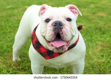 799 Australian bulldog Images, Stock Photos & Vectors | Shutterstock