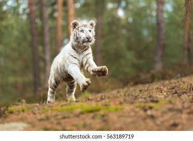 Cute White Bengal Tiger Cub