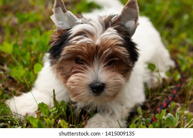 Beaver Yorkshire Terrier Images Stock Photos Vectors Shutterstock