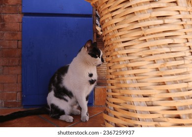 A cute White and Black adult cat sits side profile on a Terracotta Tiled Floor in an open Souvenir Shop front, next to a Wicker Display Stand with a Blue painted Wall behind it. - Shutterstock ID 2367259937