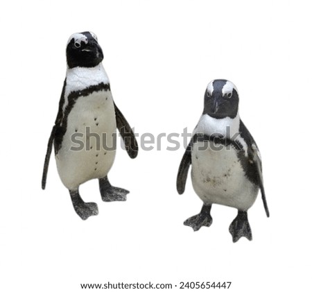 Cute white black animals, birds, penguins, couple 