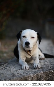 Cute White And Black Dog Profile Close Up Animal Background High Quality Big Size Instant Prints