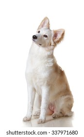 犬 おすわり の画像 写真素材 ベクター画像 Shutterstock