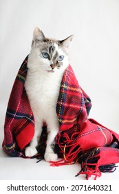 Cute white blue eyes cat wrapped in a warm cozy red plaid blanket on white background - Shutterstock ID 2071640321