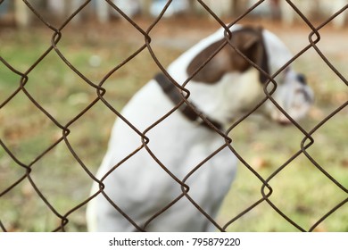 Cute White Boxer Dog Outdoors, View Through Chain Link Fence. Pet Adoption