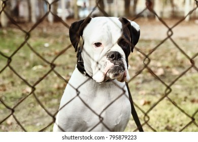 Cute White Boxer Dog Outdoors, View Through Chain Link Fence. Pet Adoption