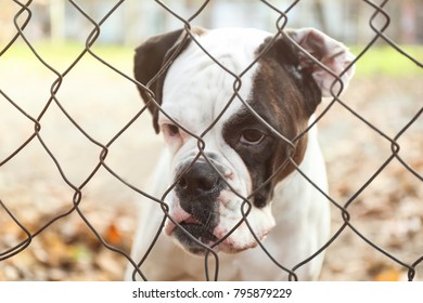 Cute White Boxer Dog Outdoors, View Through Chain Link Fence. Pet Adoption