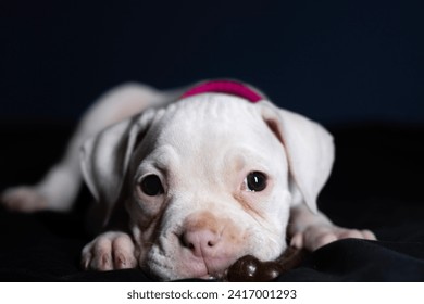 cute white boxer puppy photo.