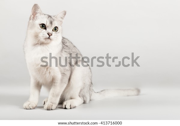 Cute White Breed Short Hair Cat Stock Photo Edit Now 413716000