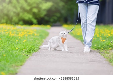 cute white British cat, walking with the owner in the park, in spring, dressed in an orange harness.