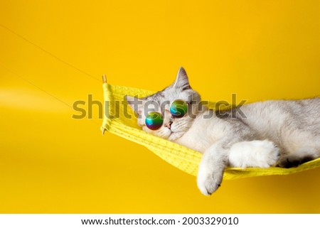 Cute white british cat wearing sunglasses on yellow fabric hammock, isolated on yellow background.