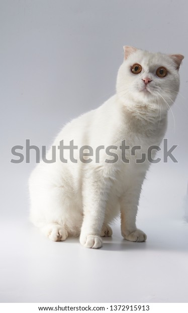 Cute White British Shorthair Cat Folded Stock Photo Edit Now