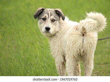 2,343 Metis dog Images, Stock Photos & Vectors | Shutterstock