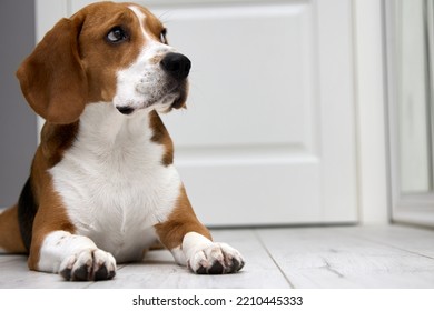 Cute White Brown Dog With Large Hanging Ears Of Beagle Breed Lies In The Room On Floor Sadly Looking Away. Sad Look Of Beagle Puppy Lying On The Floor