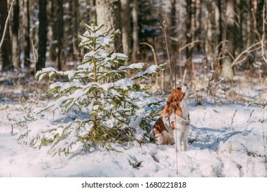 A cute white and brown king charles spaniel, standing in a snow covered woodland setting.