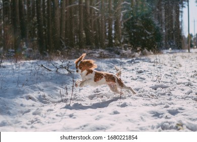 A cute white and brown king charles spaniel, standing in a snow covered woodland setting.
