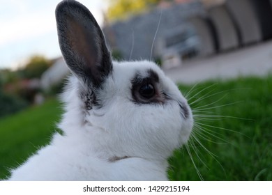 Cute White Bunny Black Spots Moustache Stock Photo 1429215194 ...