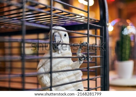 Cute white Cacatua cockatoo parrot in cage in cafe interior background, funny domestic bird. Adorable cockatoo bird home pet in safe cage, tropical parrot with white plumage and little black eyes