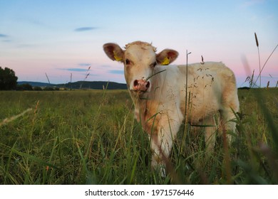 Cute White Calf Standing Behind Tall Grass In A Field In Rural Germany On A Summer Night.