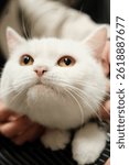 A cute white cat with big yellow eyes is being gently held by a person.