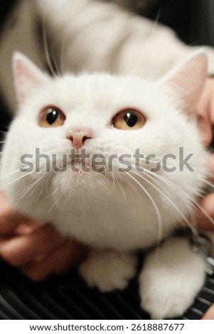 A cute white cat with big yellow eyes is being gently held by a person.