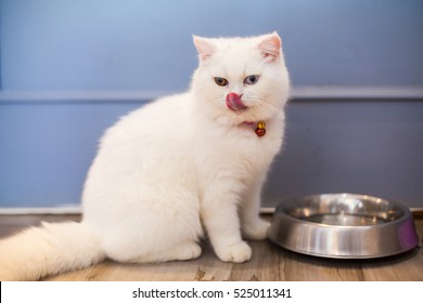 Cute White Cat Eating