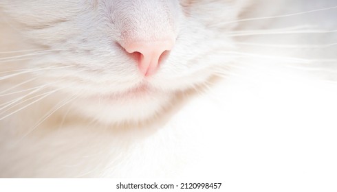 Cute white cat, feline pink nose close up, white cat with whiskers. Delicate banner  - Powered by Shutterstock