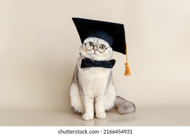 A cute white cat in a graduates hat and glasses, sitting on a beige background