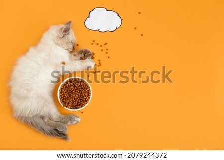 Cute white cat Kitten lies sleep in scattered dry food large meal, sweet dreams, drawn dialogue cloud Bubble For Text. Cat pet animal concept cat Isolated on color orange background.High quality photo