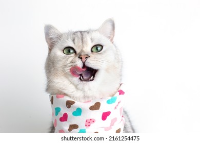 A cute white cat, licks its muzzle with its tongue, sits on a white background with a bib in hearts. - Shutterstock ID 2161254475