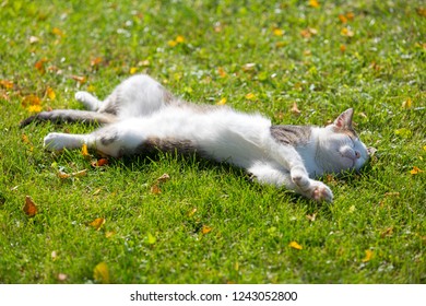 Cute white cat lying resting on its back on fresh green grass with morning sunlight on body
 - Powered by Shutterstock