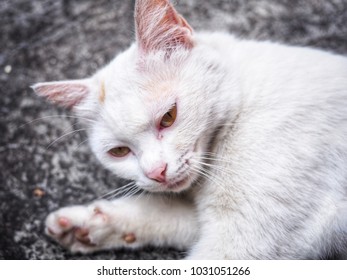 Cute white cat on concrete floor background 