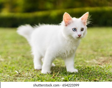 Cute White Cat On The Lawn