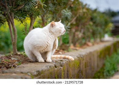 A Cute White Cat Tickle Itself