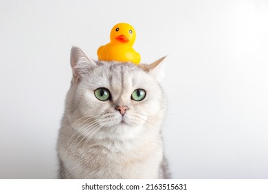 Cute White Cat With A Yellow Rubber Duck On His Head, On A White Background.