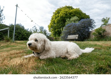 A cute, white cavapoo dog lying outside on the lawn in a residential back garden