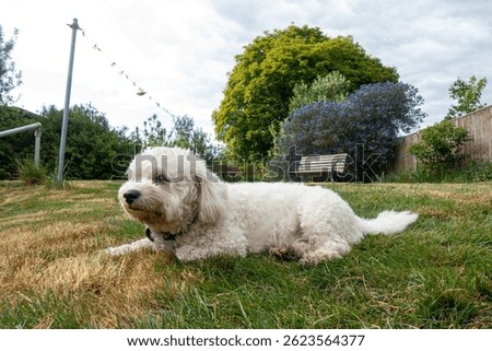 A cute, white cavapoo dog lying outside on the lawn in a residential back garden