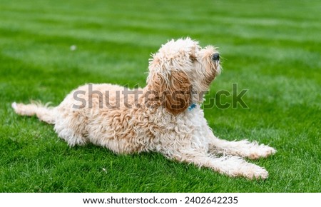 A cute white cockapoo dog also called spoodle (cocker spaniel and poodle mix) on the grass