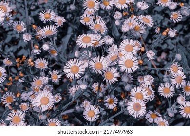 Cute white daisies in bloom. - Shutterstock ID 2177497963
