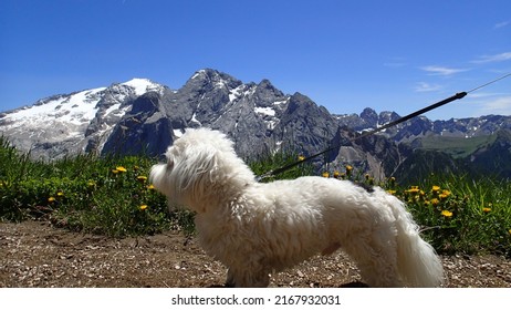Cute white dog breed Coton de Tulear