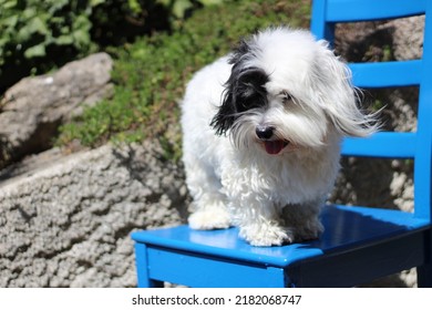 Cute white dog breed Coton de Tulear