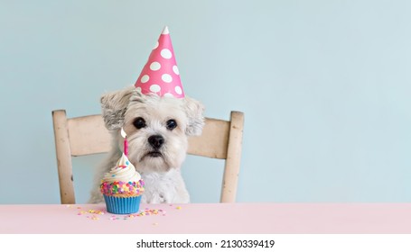 Cute white dog celebrating with birthday cupcake and birthday candle