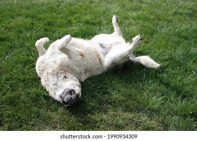 A Cute White Dog Laying Down In Green Grass