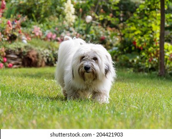 Cute White dog with long hair, running and playing in a meadow. Adult Coton de Tulear Breed