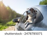 A cute white dog looks out the window of a gray car. Concept of traveling with the owner. Summer vacation, rest, vacation in a car trip.