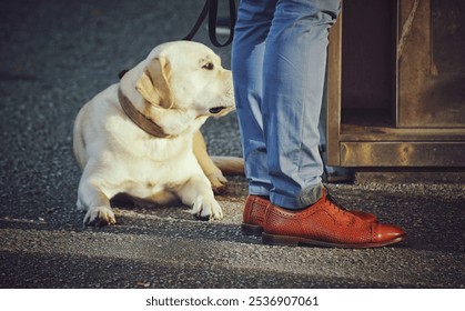 A cute white dog lying on the asphalt ground next to its owner in sunny weather - Powered by Shutterstock