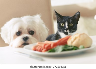 Cute white dog Maltese and cat sitting together on one a chair at the table and begging for food like sausage which is on a plate.