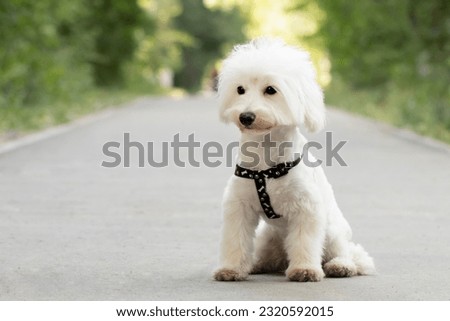cute white dog maltese close up