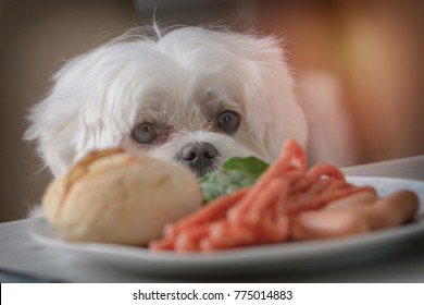 Cute white dog Maltese sitting on a chair at the table and begging for food like sausage which is on a plate.
